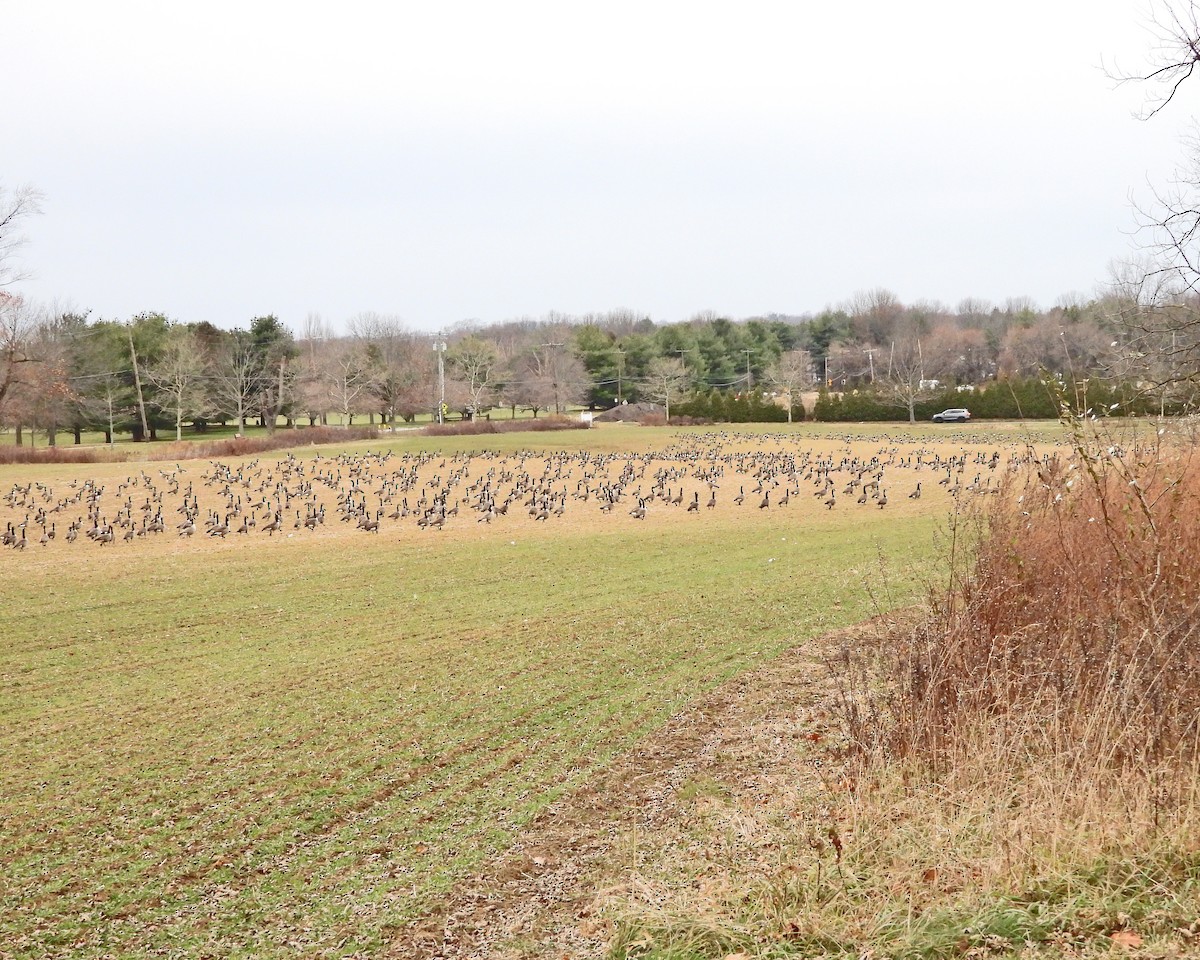 Canada Goose - ML646770424
