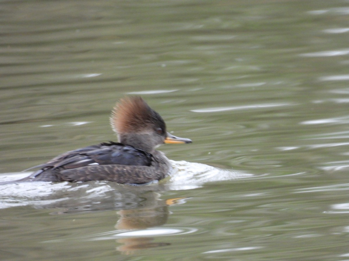 Hooded Merganser - ML646770425