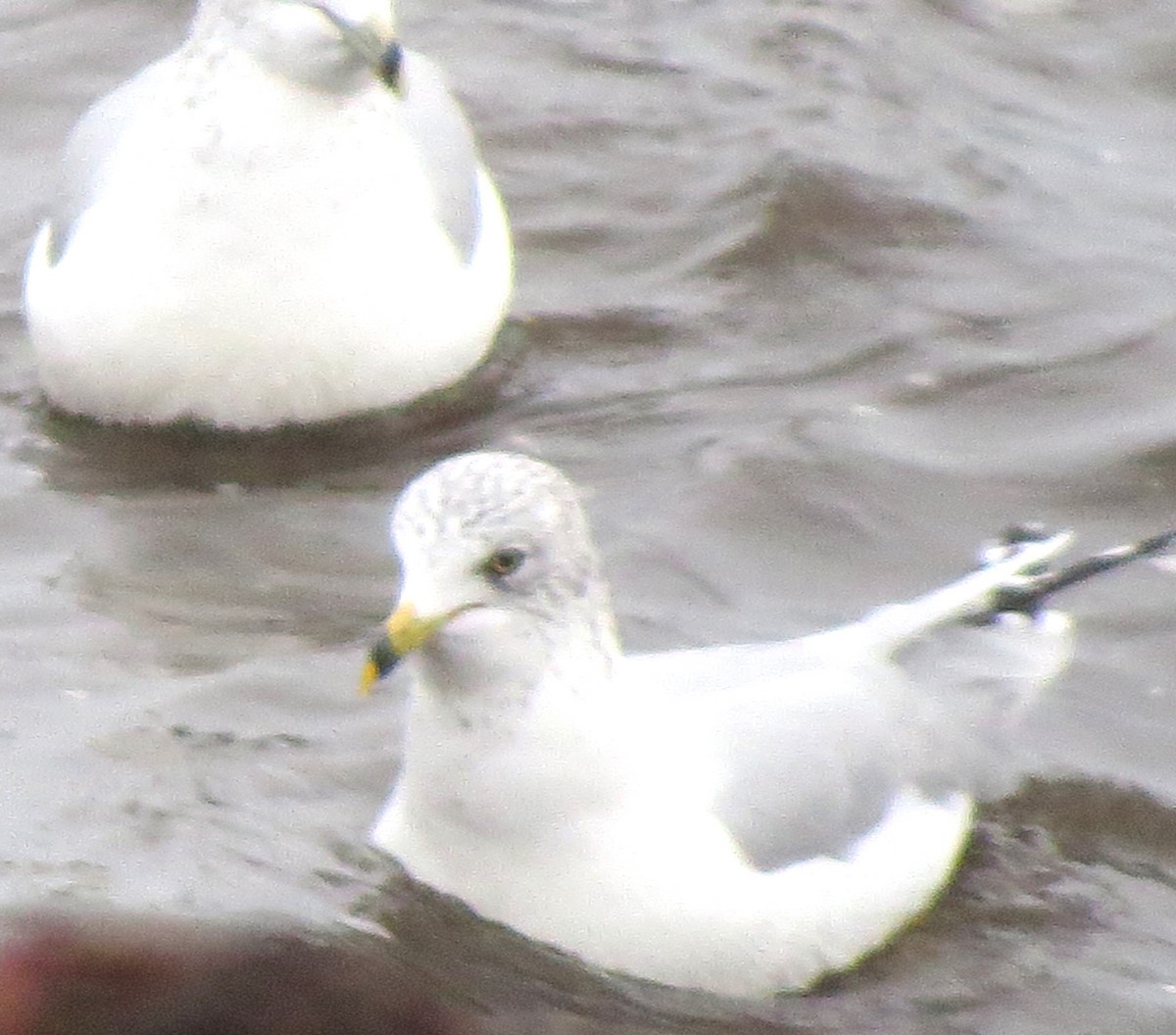 Gavina americana - ML646770426