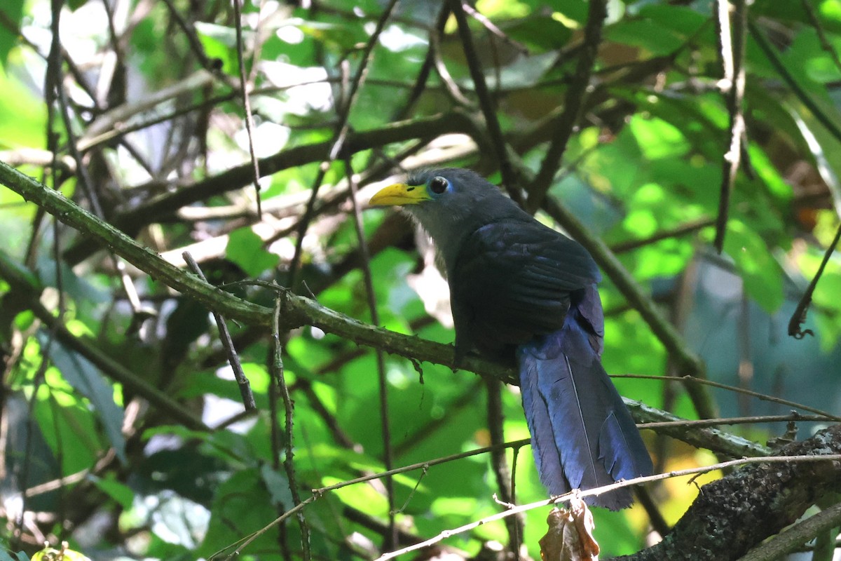 Malcoha à bec jaune - ML646770431
