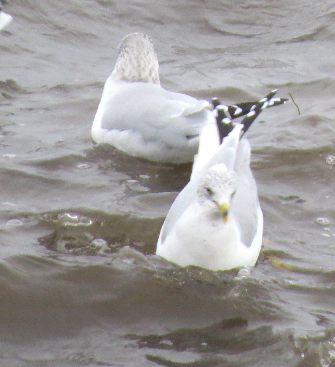 Gavina americana - ML646770432