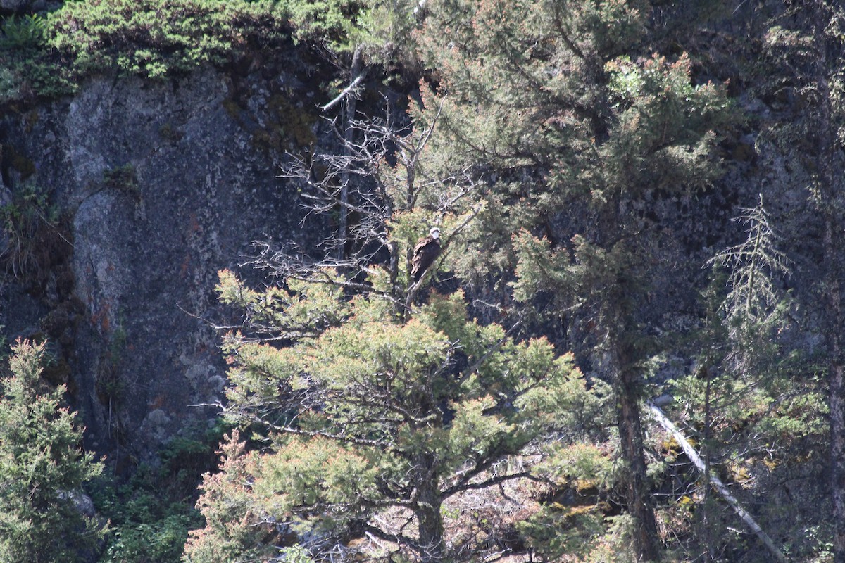 שלך - ML646770434