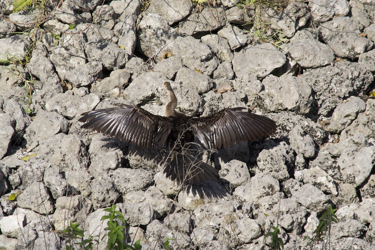 Anhinga - ML646770435