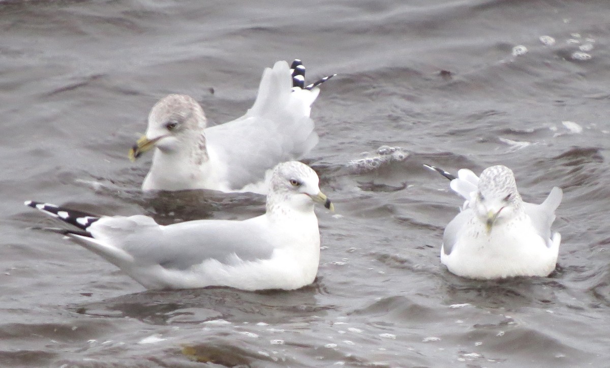 Gavina americana - ML646770436