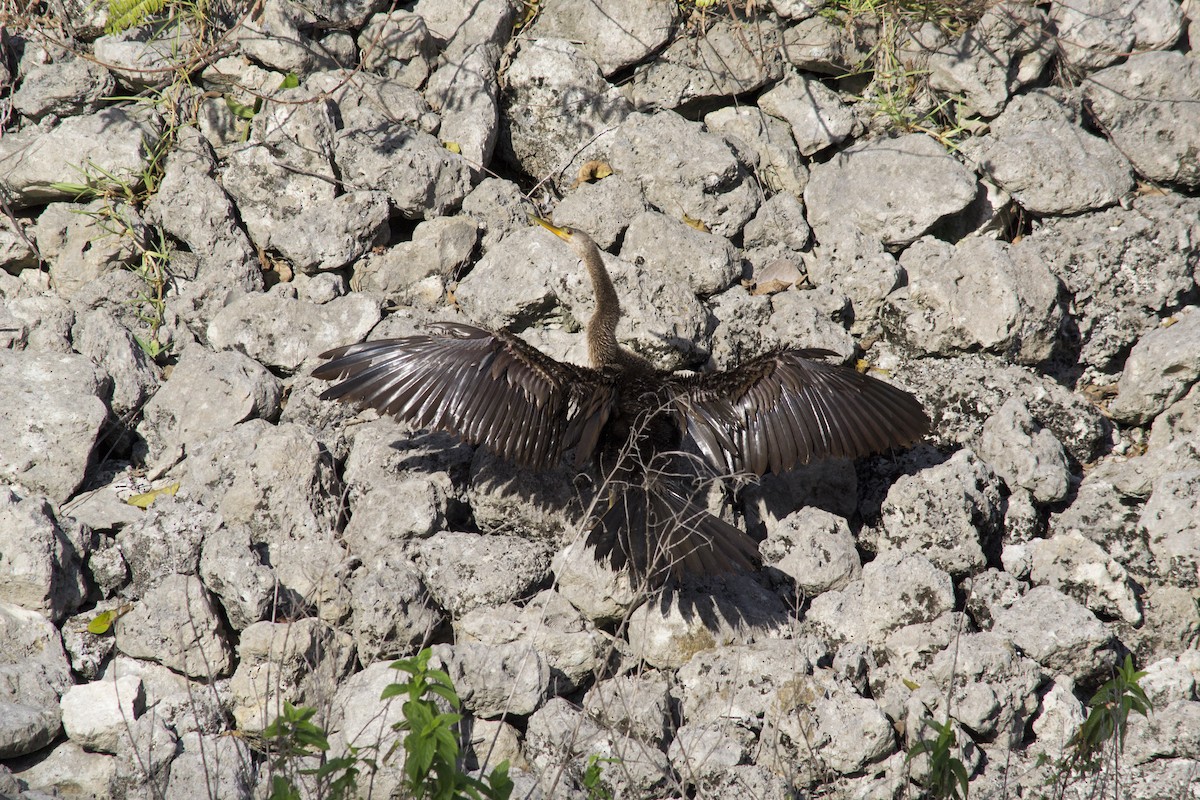 Anhinga - ML646770438