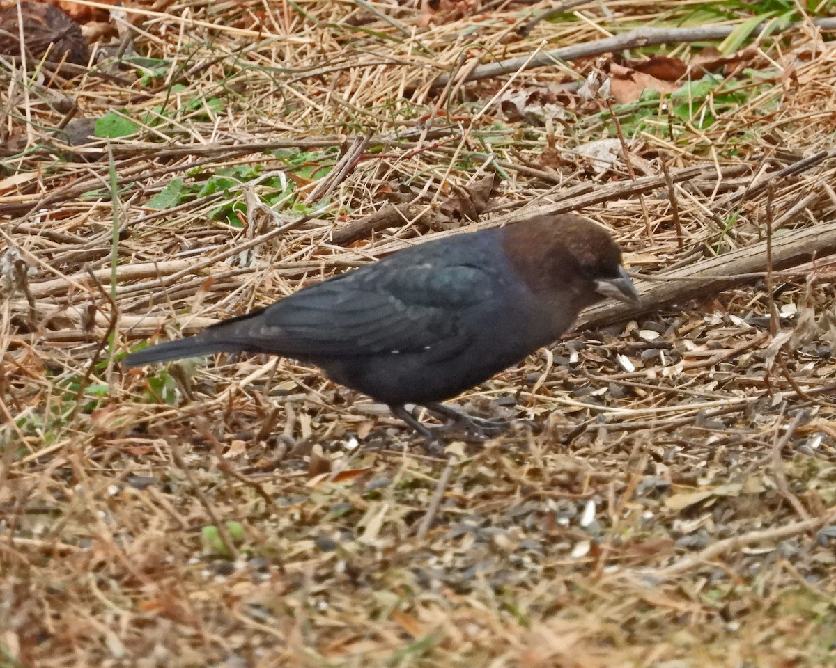 Brown-headed Cowbird - ML646770439
