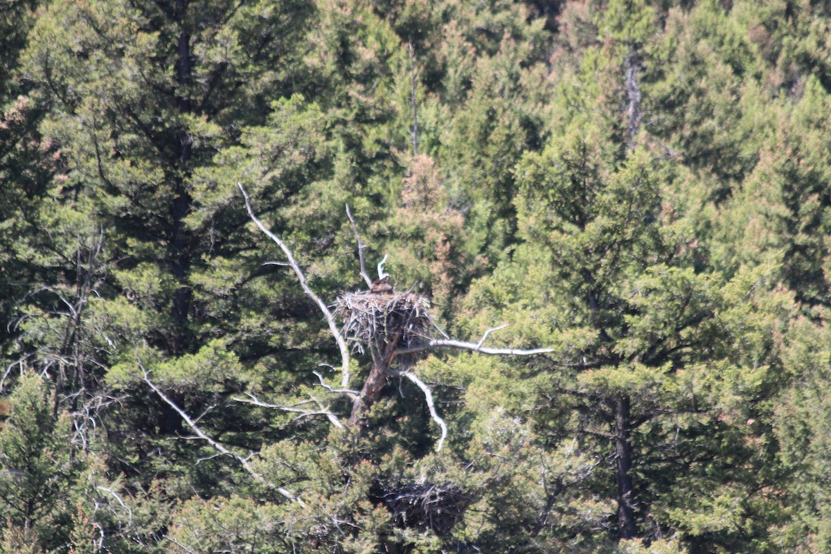 שלך - ML646770441