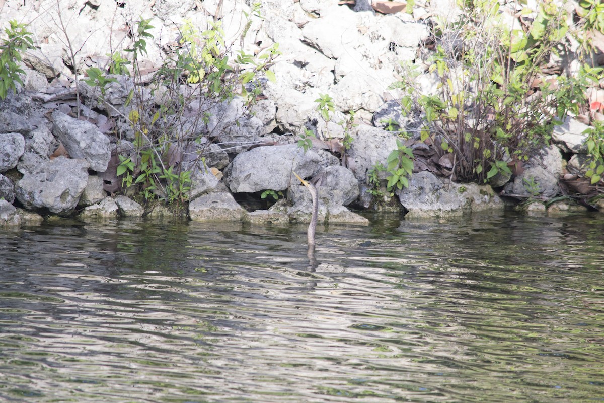 Anhinga - ML646770447