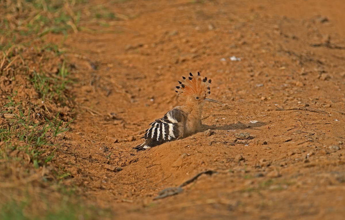 Common Hoopoe - ML646770448