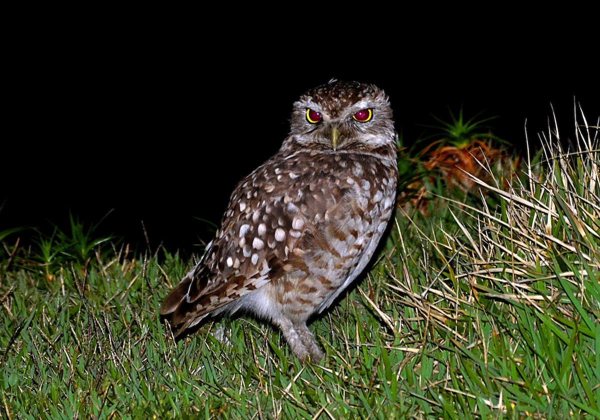 Burrowing Owl - ML646770449