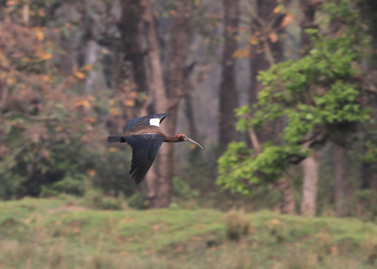 Warzenibis - ML646770451