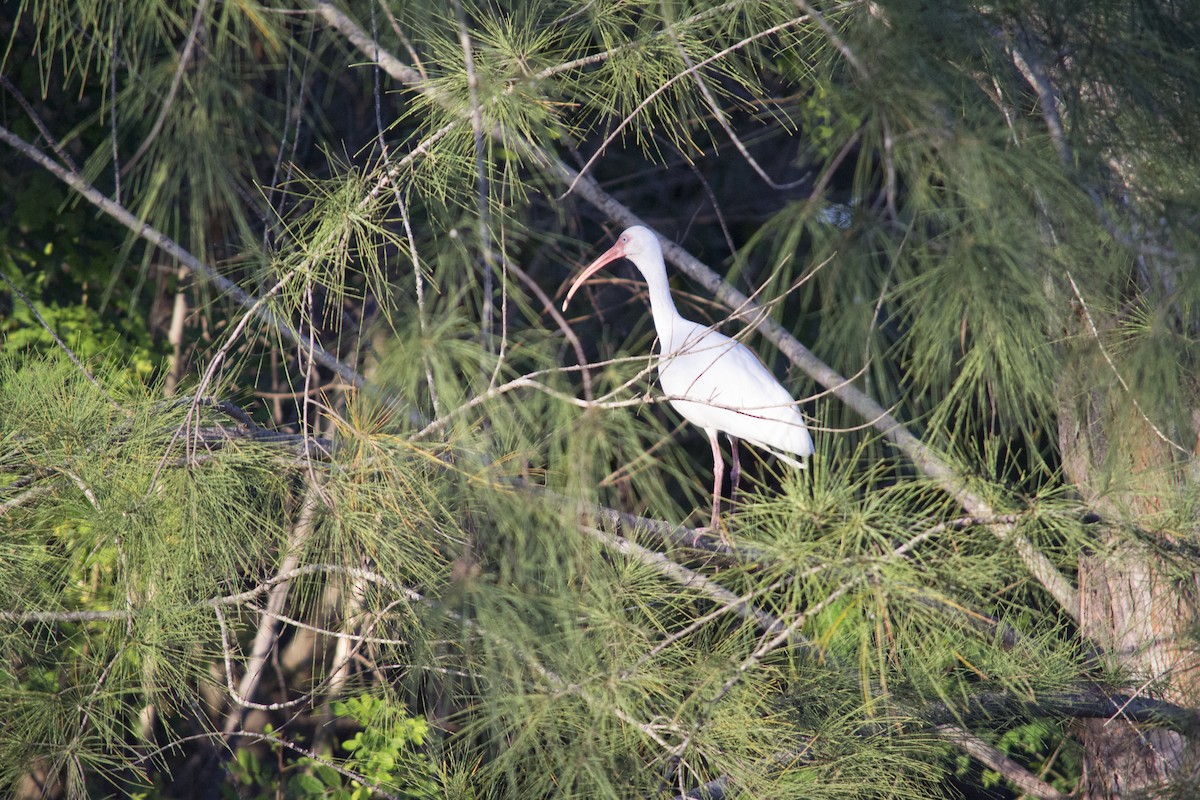 White Ibis - ML646770452