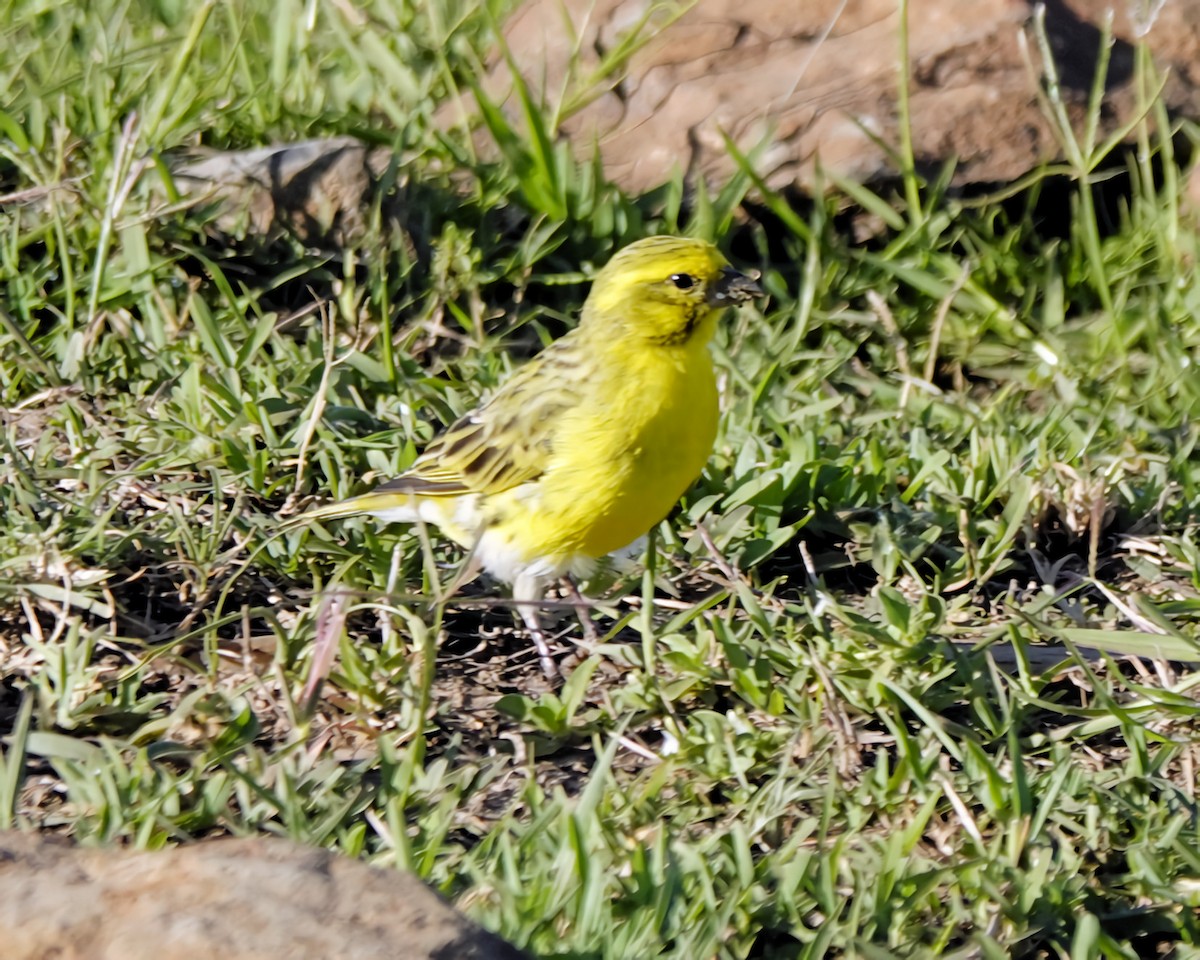 White-bellied Canary - ML646770453