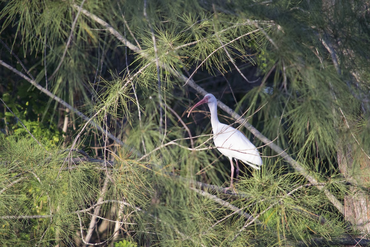 White Ibis - ML646770454