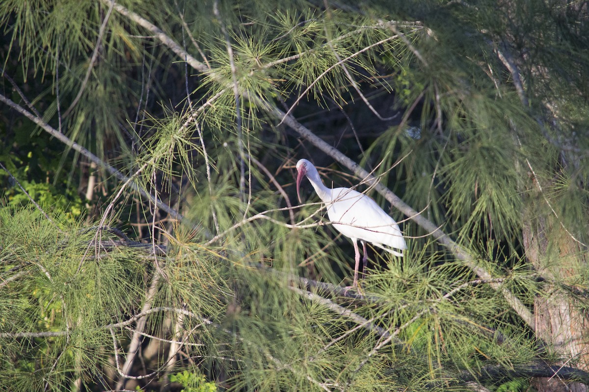 White Ibis - ML646770456