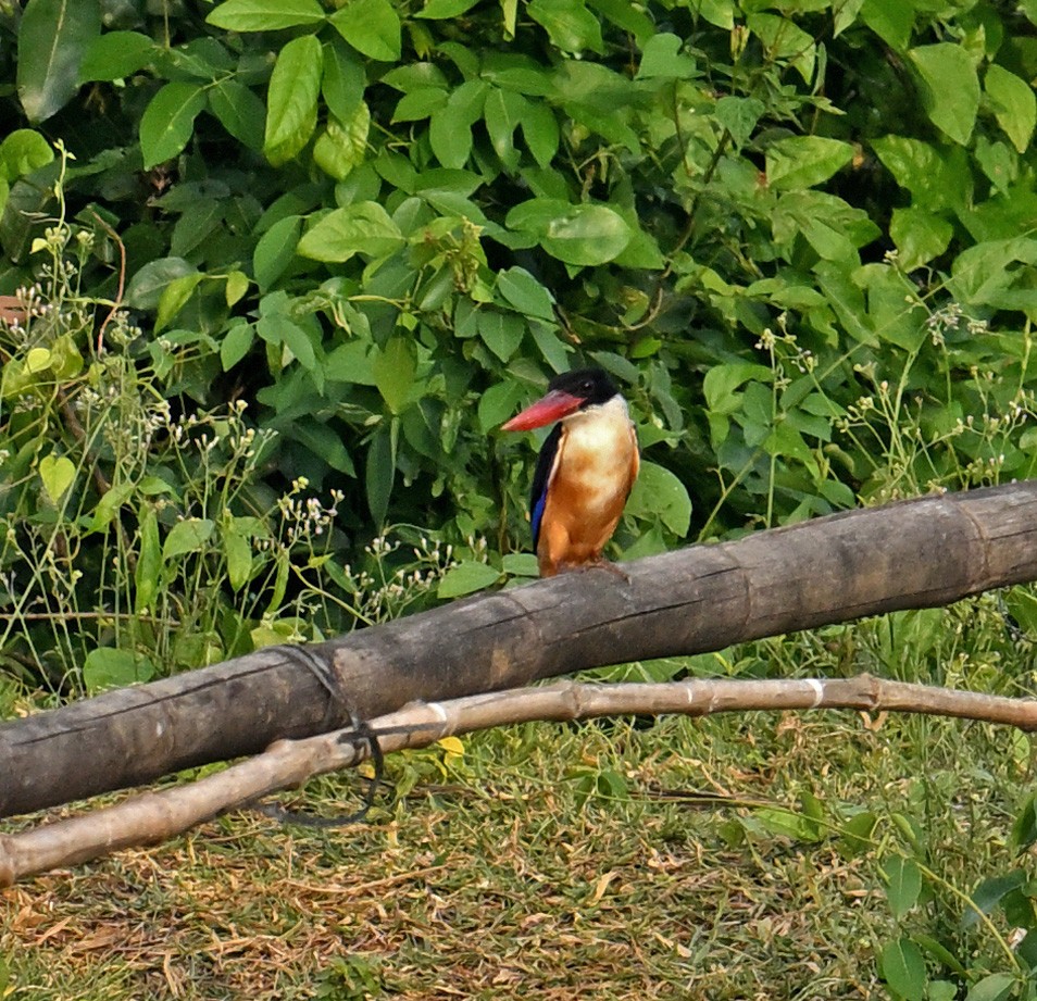 Black-capped Kingfisher - ML646770458