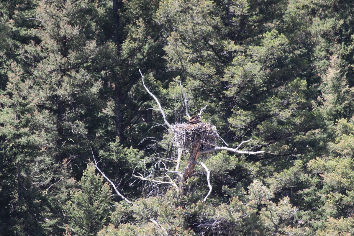 שלך - ML646770460