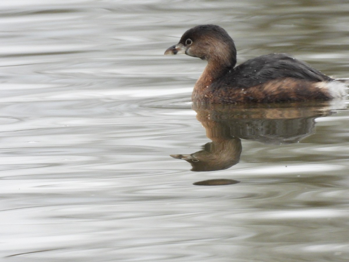 Pied-billed Grebe - ML646770461