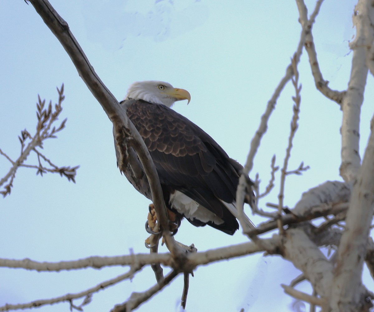 ハクトウワシ - ML646770470