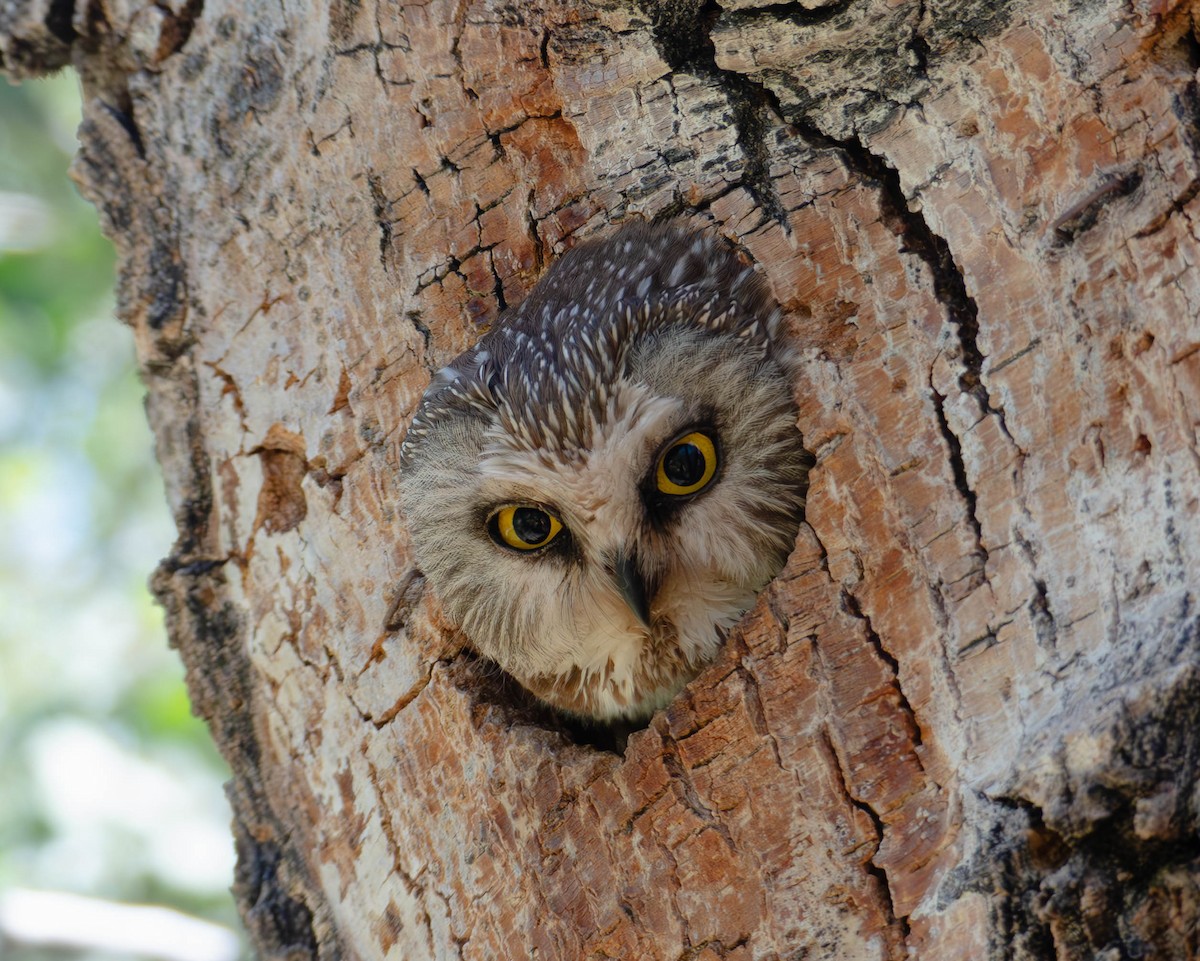 Northern Saw-whet Owl - ML646770471