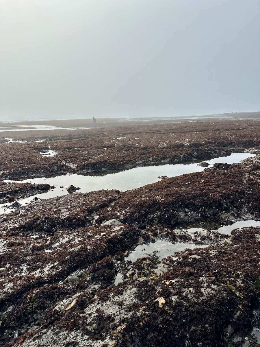 Great Blue Heron - ML646770472