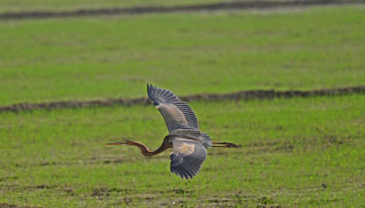 Purple Heron - ML646770473