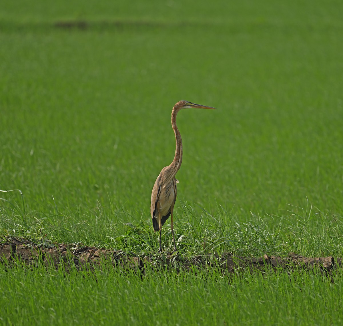 Purple Heron - ML646770474