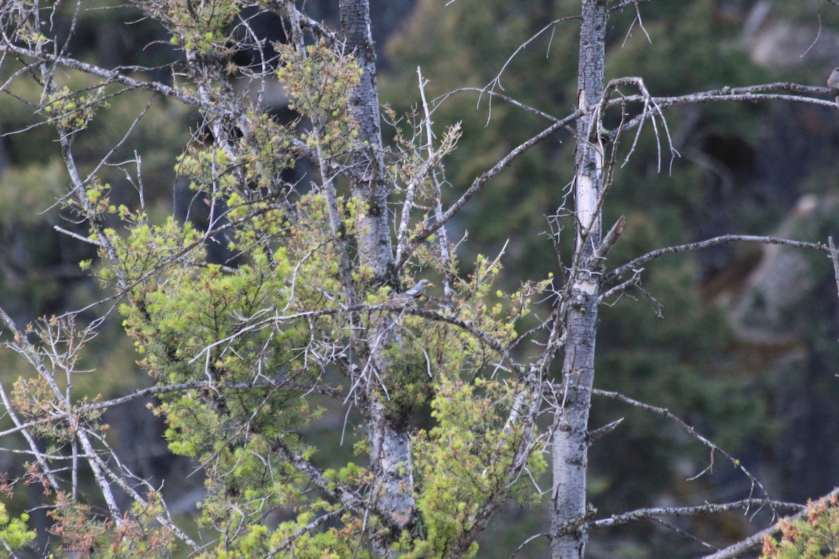 Yellow-rumped Warbler (Audubon's) - ML646770476