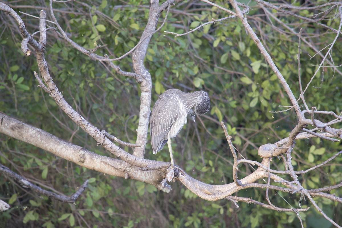 kvakoš žlutočelý - ML646770477