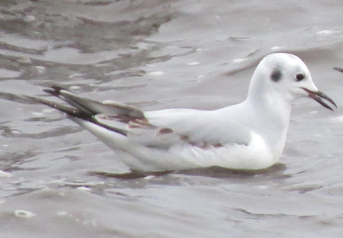 Gabbiano di Bonaparte - ML646770478