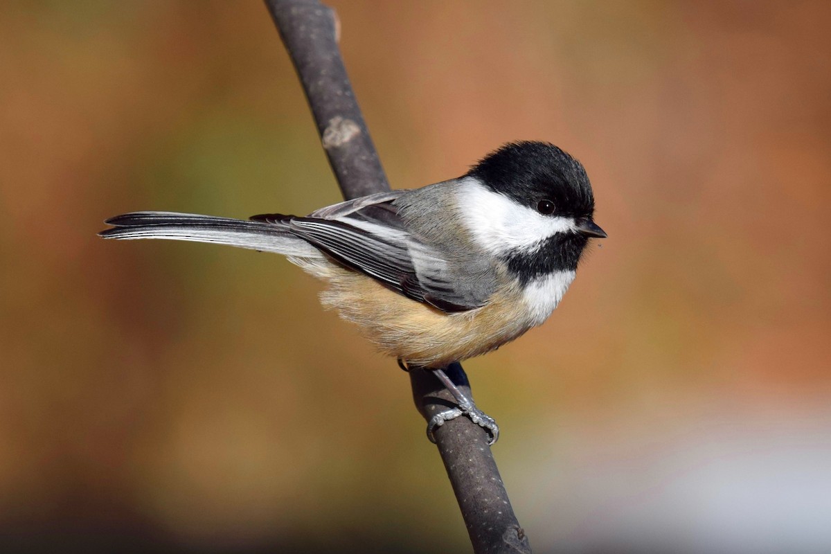Гаїчка світлокрила - ML646770479