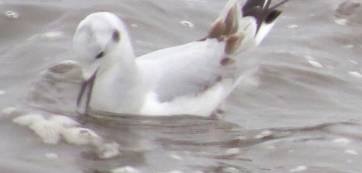 Gabbiano di Bonaparte - ML646770480