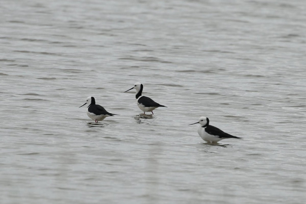 Pied Stilt - ML646770481