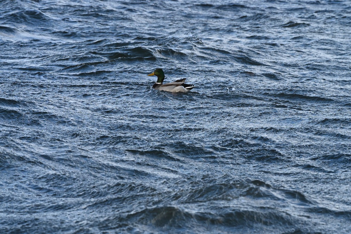 Mallard - ML646770482