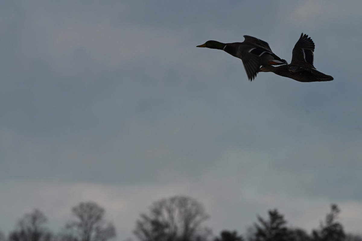 Mallard - ML646770483