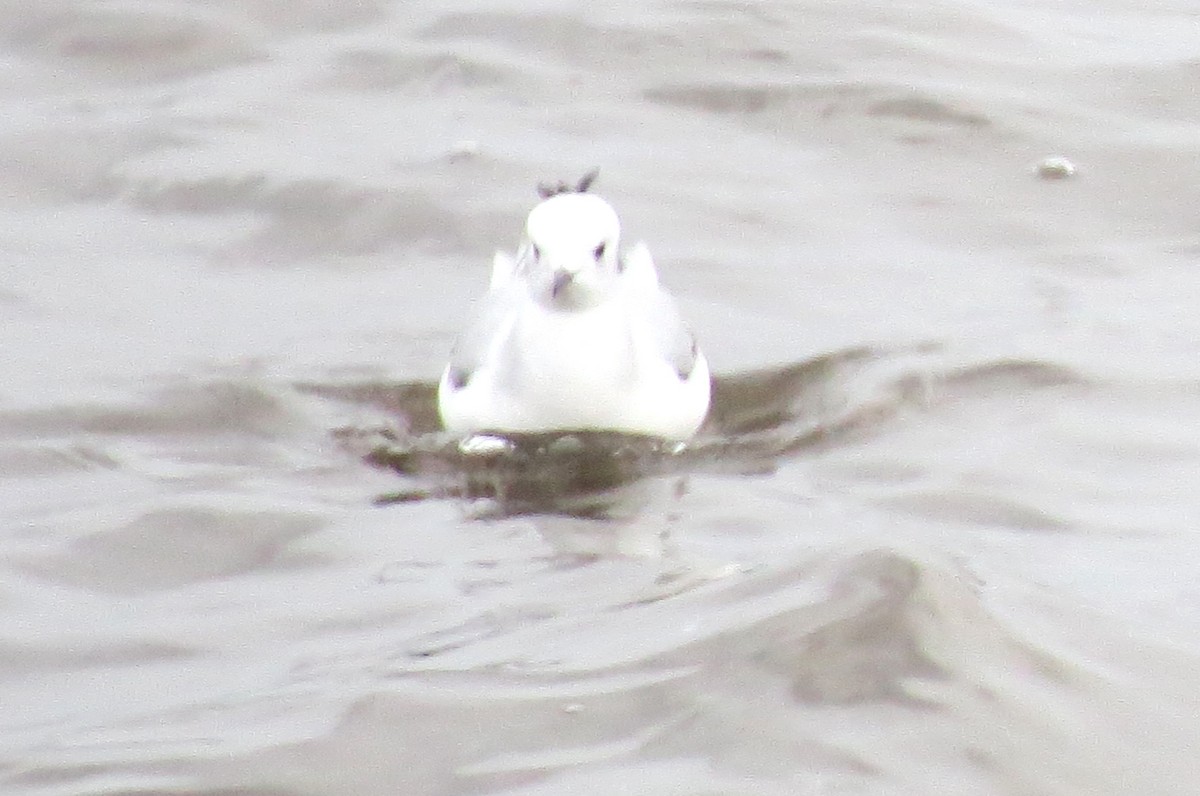 Gabbiano di Bonaparte - ML646770484