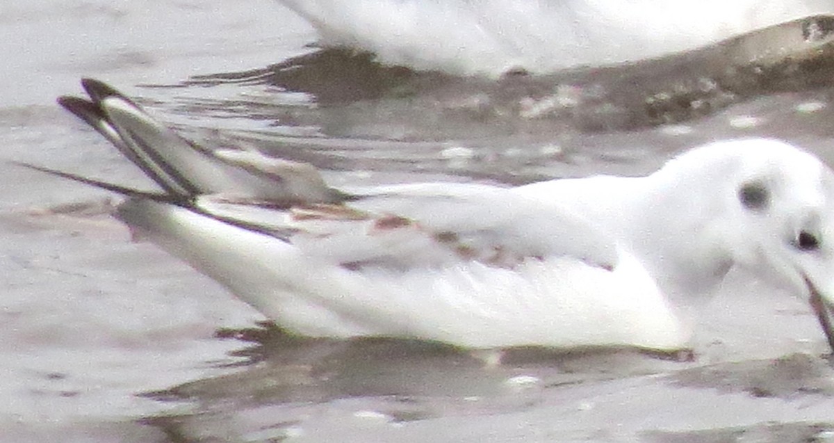 Gabbiano di Bonaparte - ML646770486