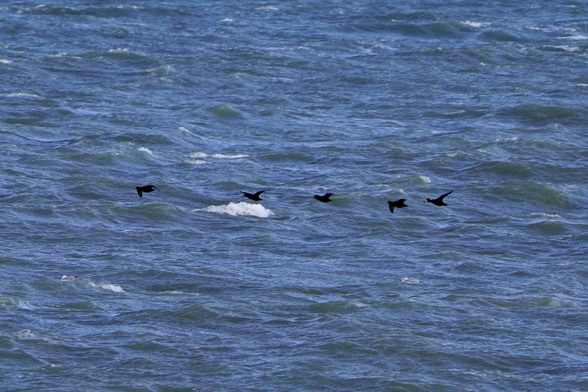 Surf Scoter - ML646770487