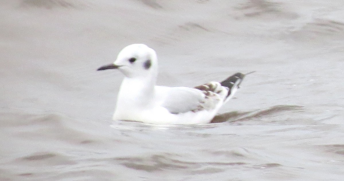 Gabbiano di Bonaparte - ML646770488