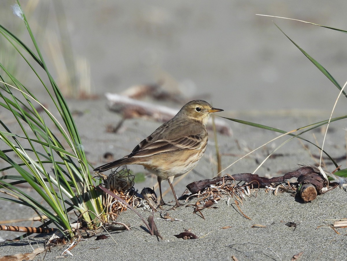 Американский конёк - ML646770489