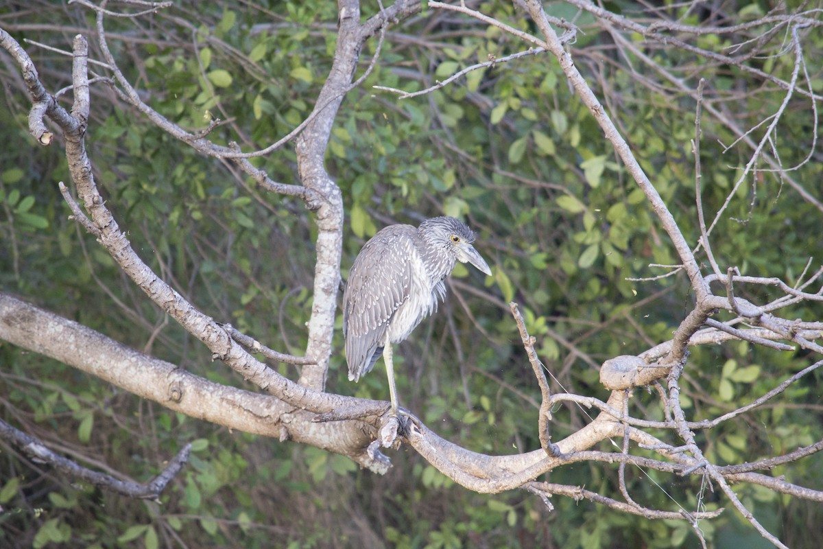 kvakoš žlutočelý - ML646770491