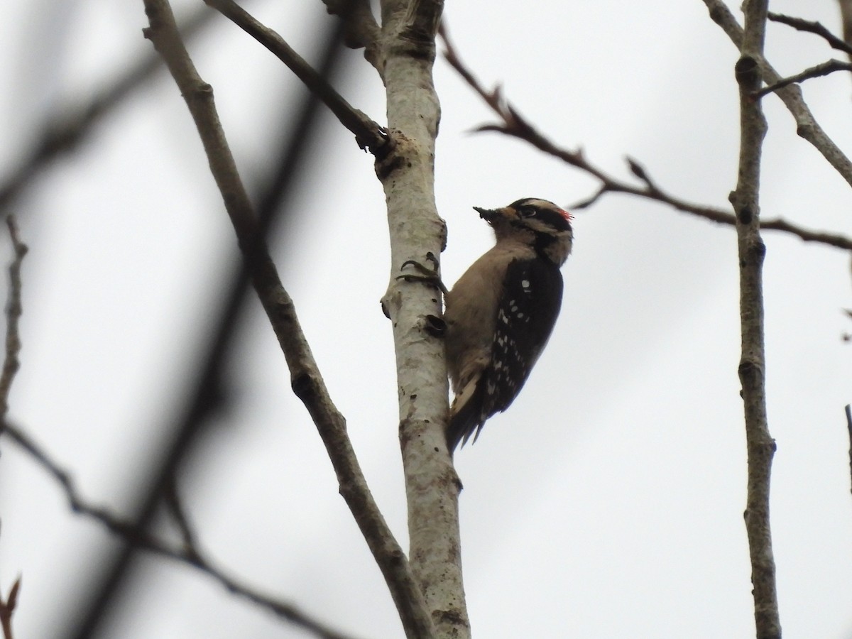Downy Woodpecker - ML646770492