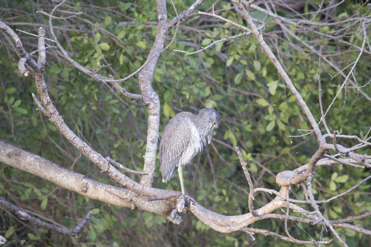 kvakoš žlutočelý - ML646770493