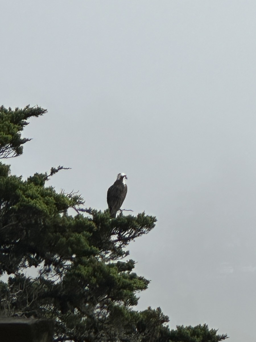Osprey - ML646770494