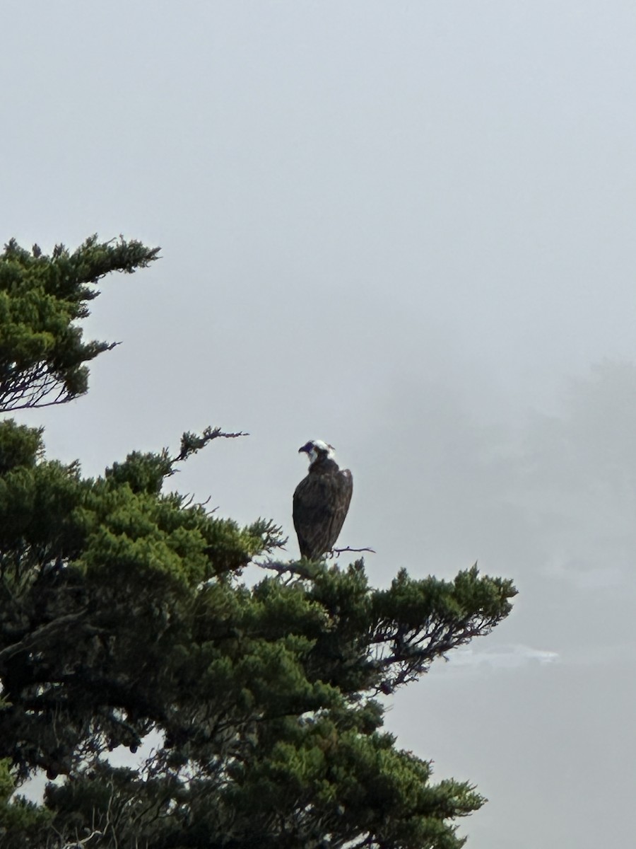 Osprey - ML646770495