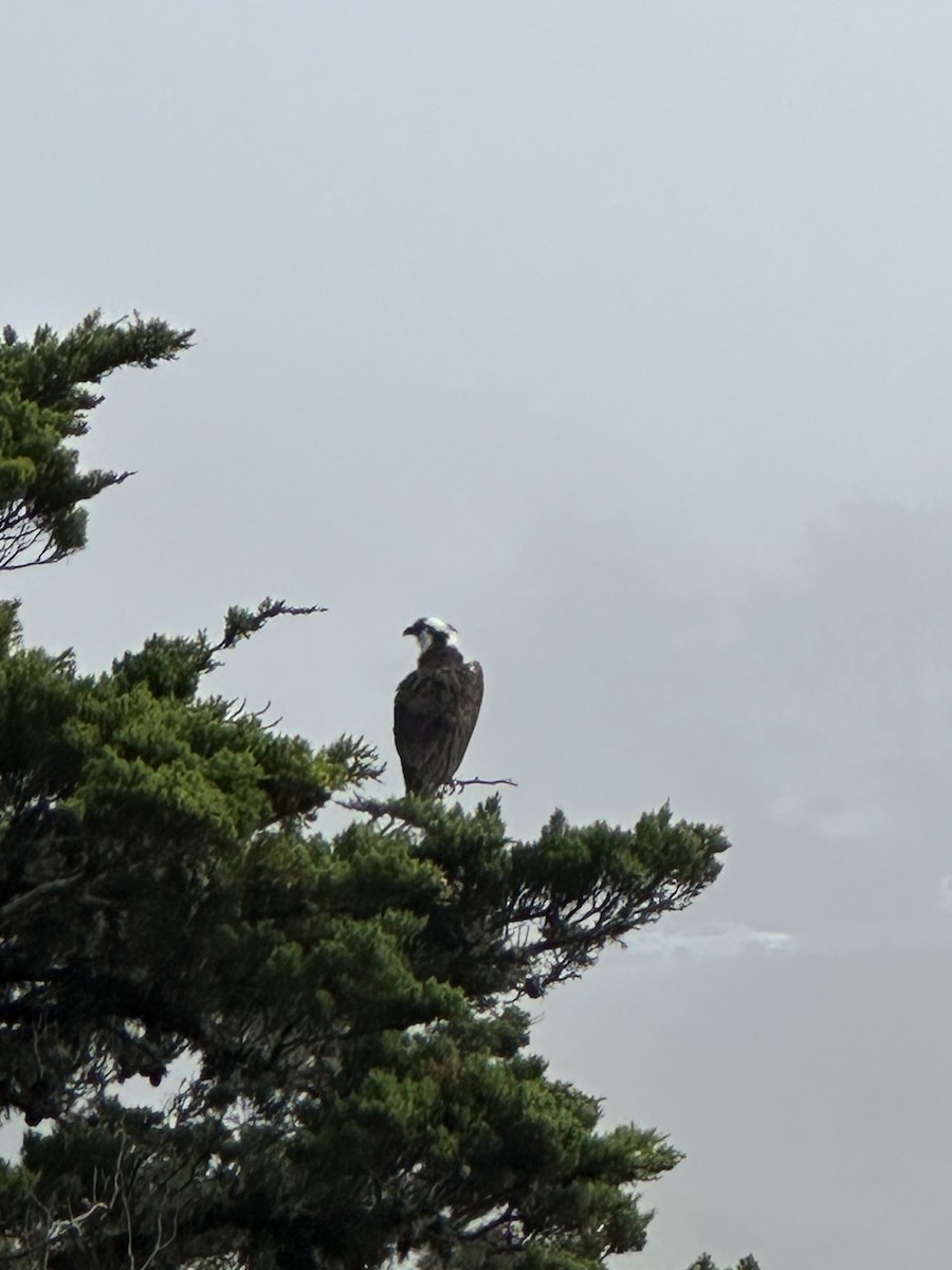 Osprey - ML646770496