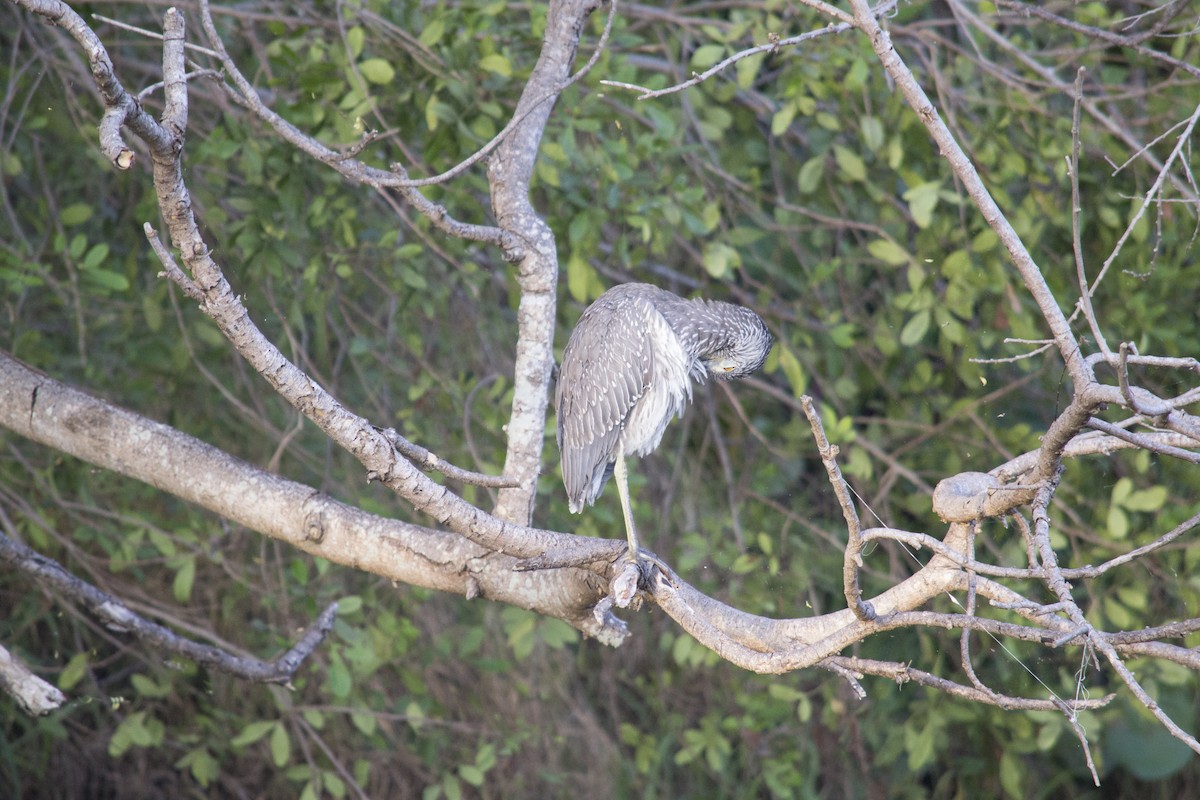 kvakoš žlutočelý - ML646770497