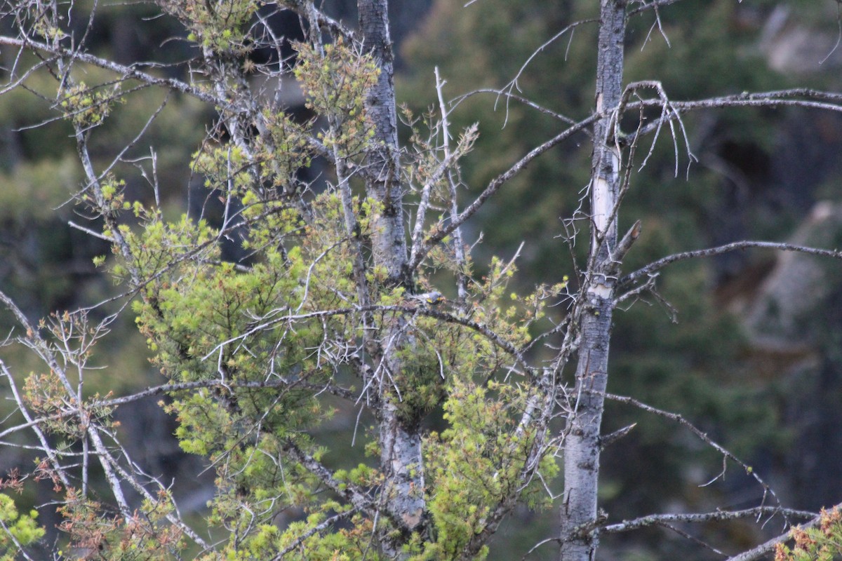 Yellow-rumped Warbler (Audubon's) - ML646770498