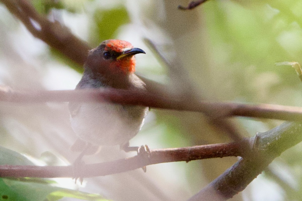 Kırmızı Başlı Mizomela - ML646770499