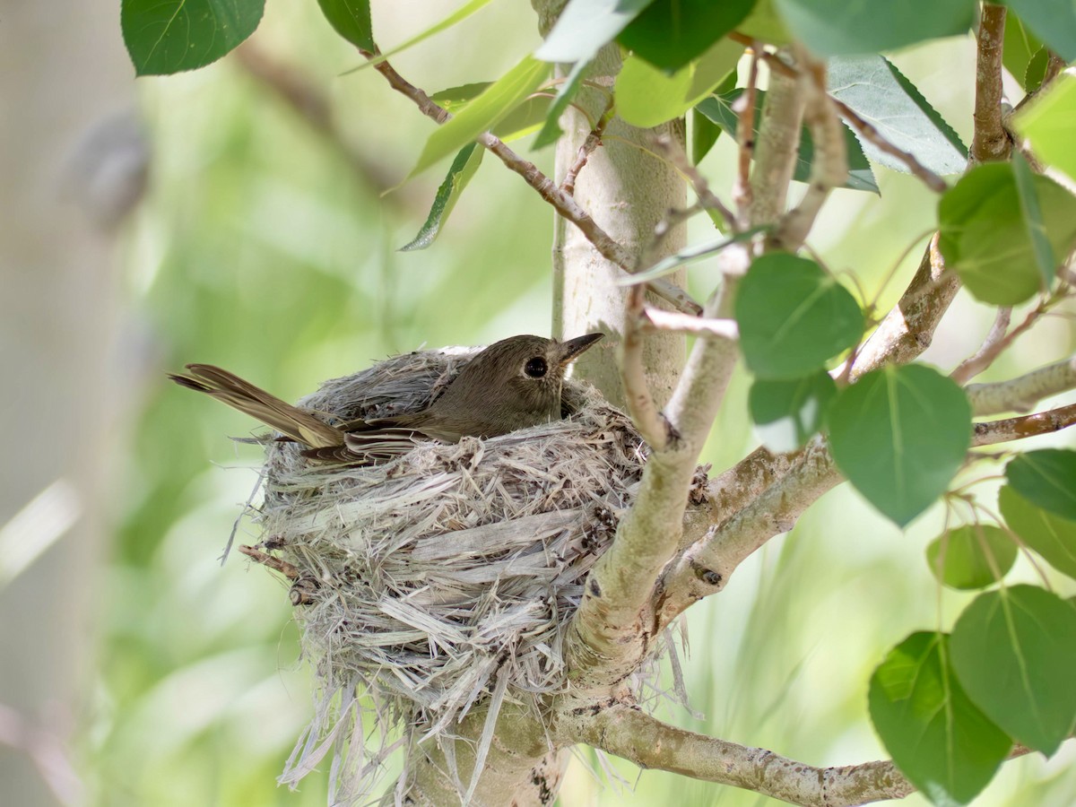 Dusky Flycatcher - ML646770500